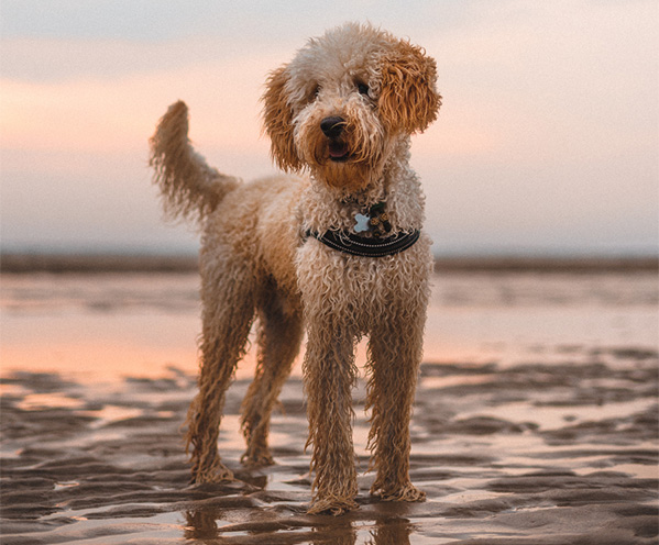Hond op het strand en staat in de zee